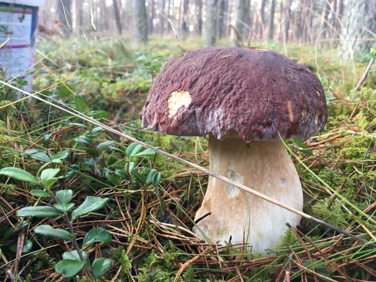 Lesna Rezydencja Ocypel Esterno foto